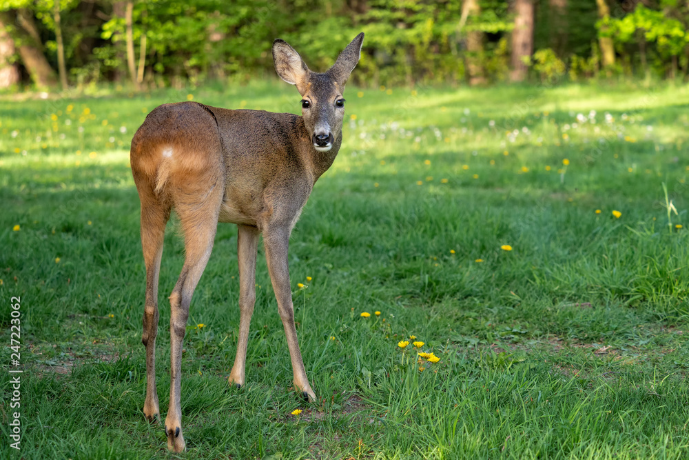 Roe deer, Capreolus capreolus. Wild roe deer in nature. Roe deer, Capreolus capreolus. Wild roe deer in nature.