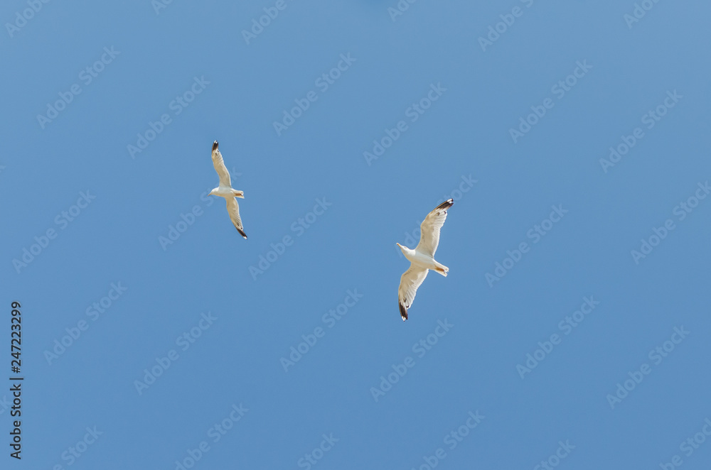 Fototapeta premium Seagull flying in the blue sky over the sea.