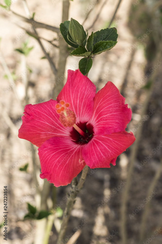 Obraz premium Flor