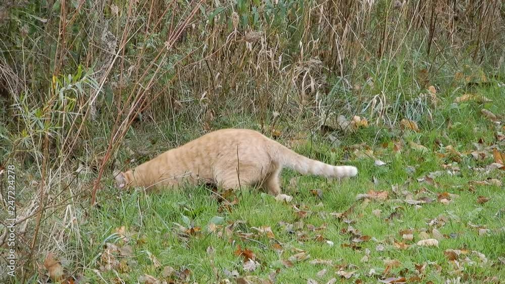 4K Orange Stray Tabby Cat Eating Mouse And Moving It On Other Side Then Looking Up In Grass With Leaves And Tall Grass 4K Orange Stray Tabby Cat Eating Mouse And Moving It On Other Side Then Looking Up In Grass With Leaves And Tall Grass