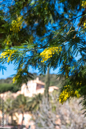 mimosa in bloom