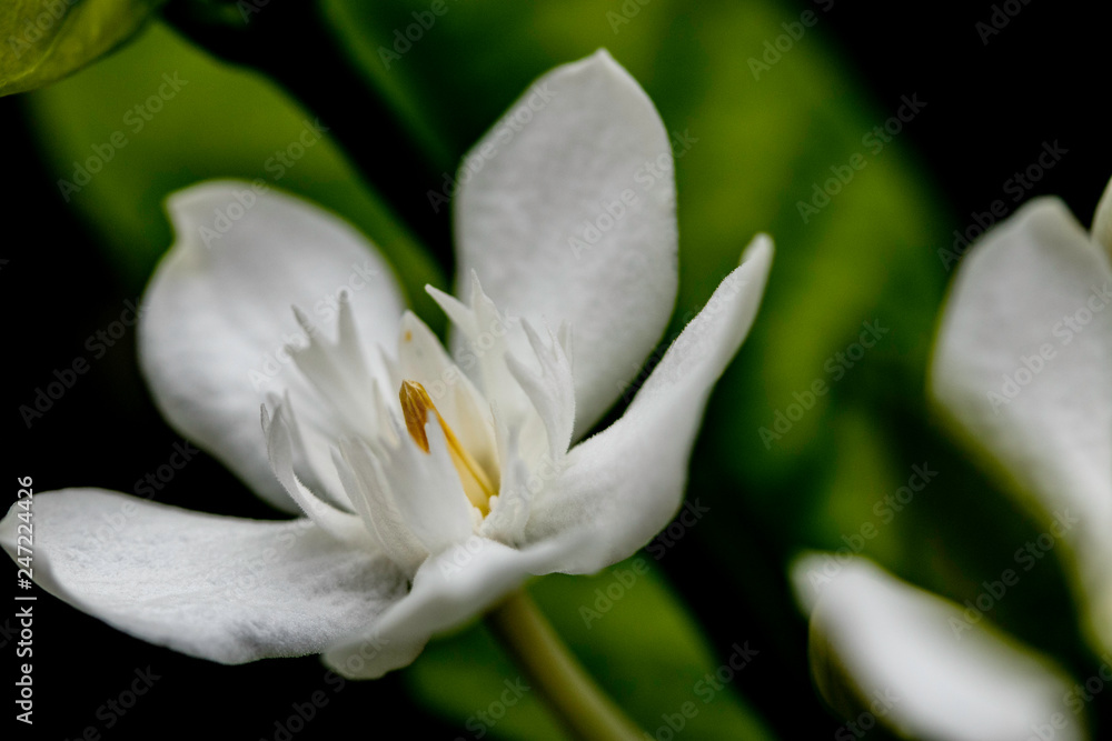 white delicate 5 petal small flower white delicate 5 petal small flower