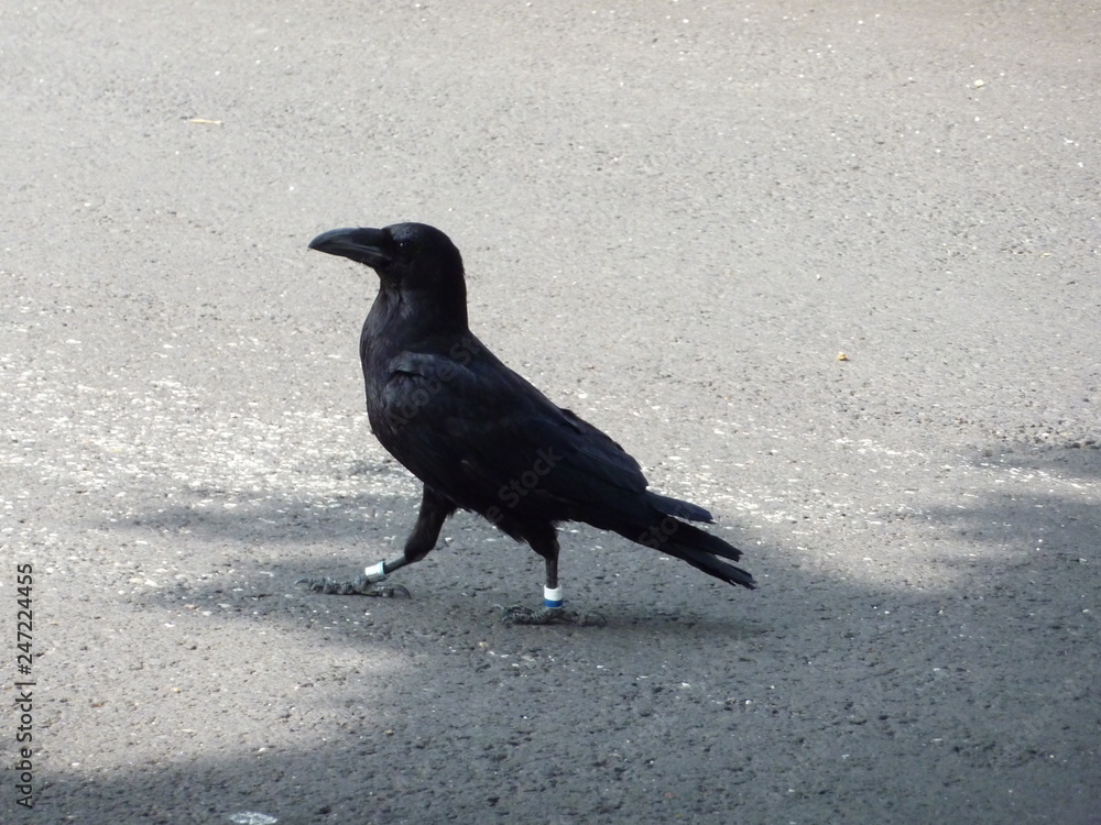 Obraz premium Walking raven