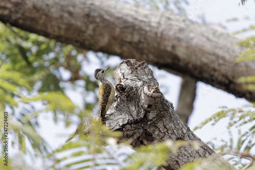 Female cardinal woodpecker (Dendropicos fuscescens) photo