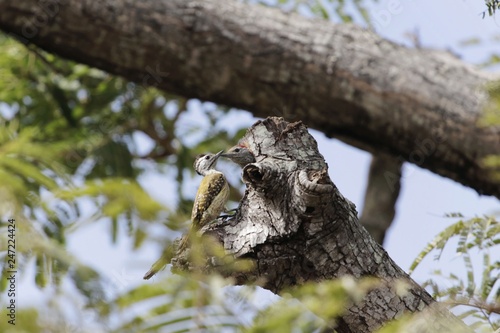 Female cardinal woodpecker (Dendropicos fuscescens) photo