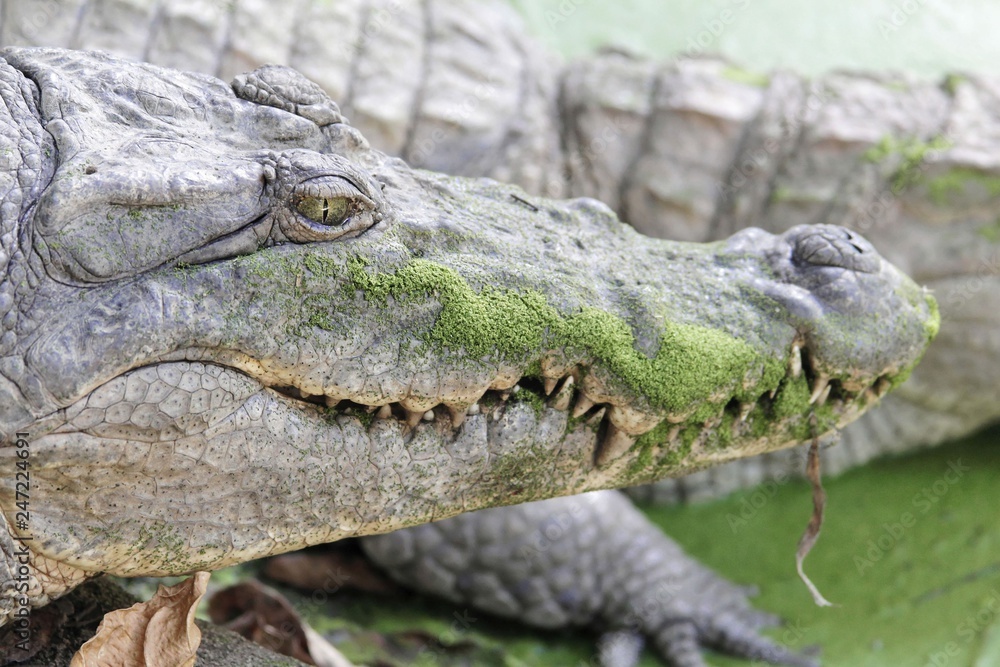 Fototapeta premium Head of a Nile crocodile