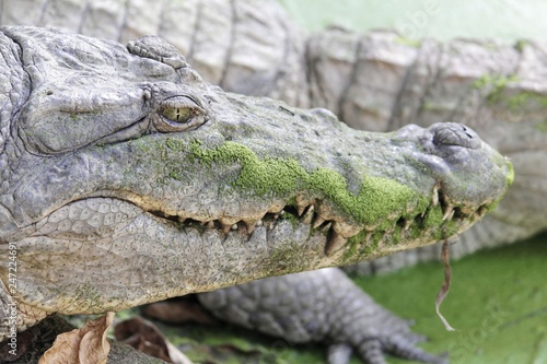 Head of a Nile crocodile