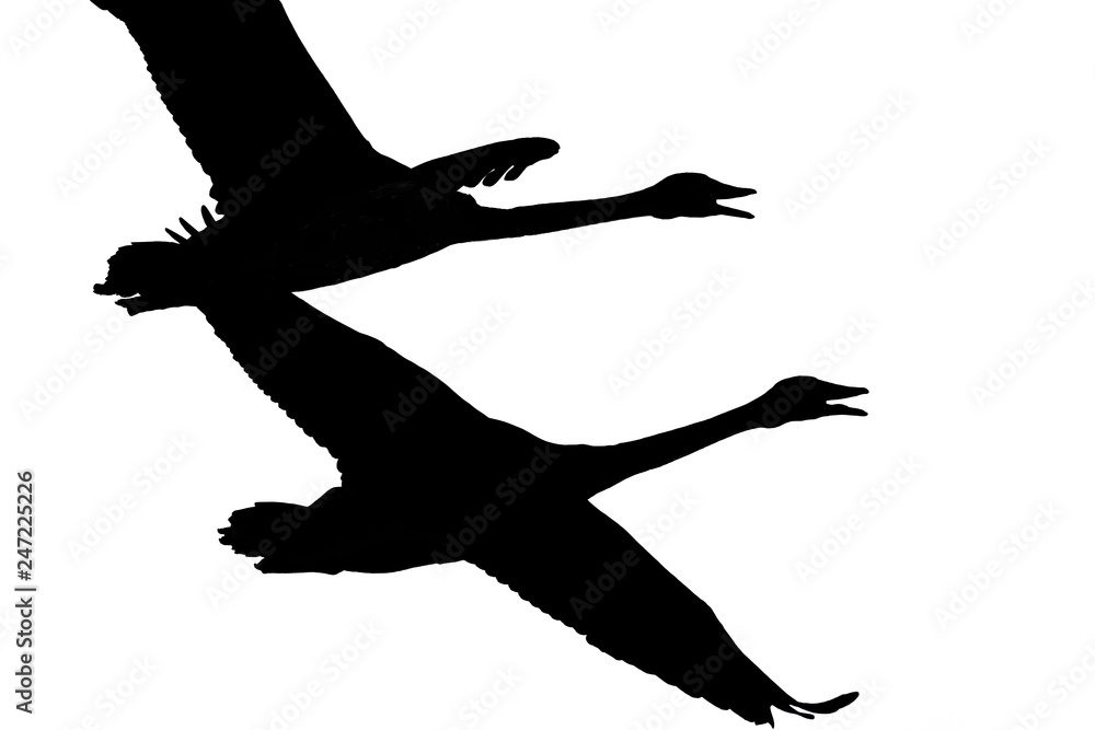 Silhouette of a pair of trumpeter swans in flight taken in the Crex Meadows Wildlife Area in Northern Wisconsin Silhouette of a pair of trumpeter swans in flight taken in the Crex Meadows Wildlife Area in Northern Wisconsin
