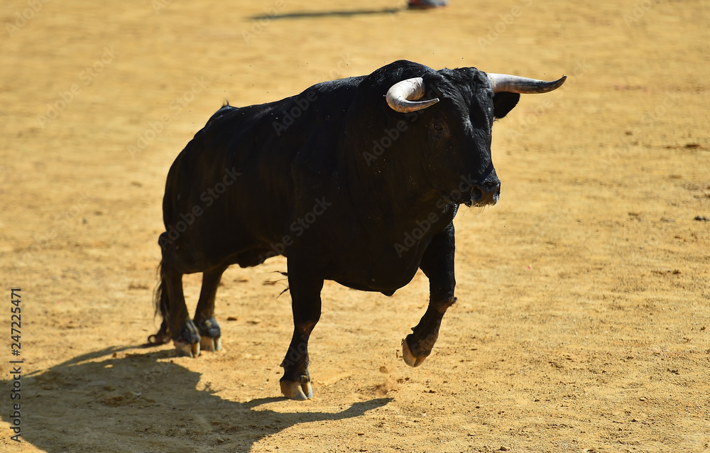 toro en plaza de toros