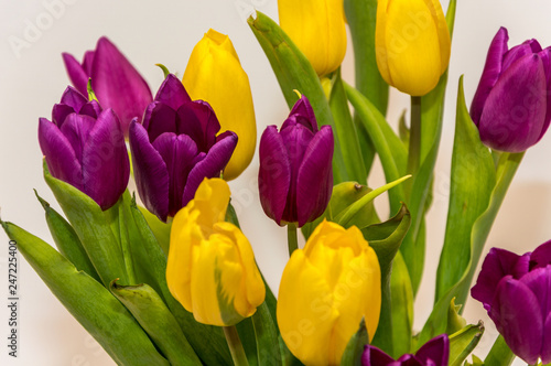 Fioletowe i       te tulipany  bukiet tulipan  w