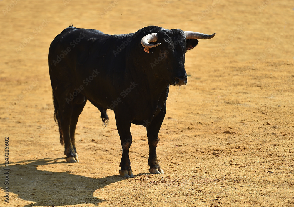 toro en plaza de toros toro en plaza de toros