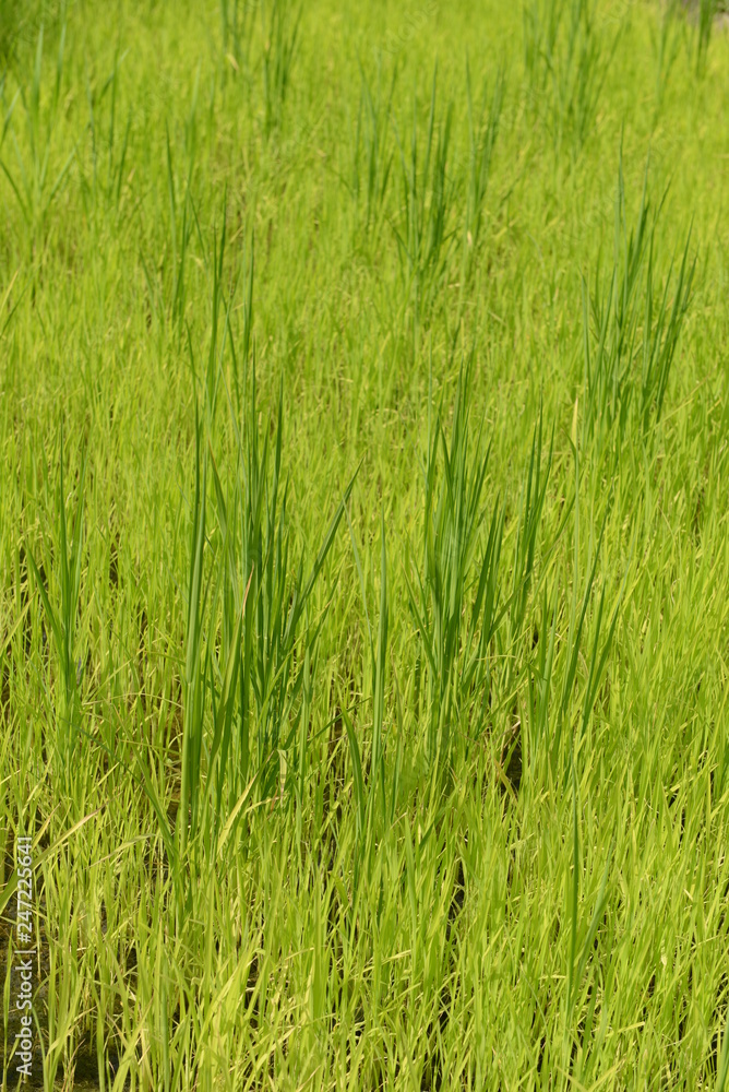 Un campo di riso Un campo di riso