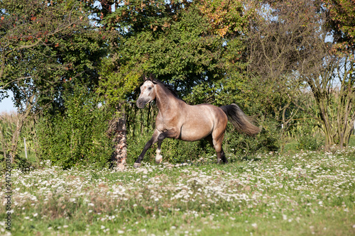 Fototapeta Naklejka Na Ścianę i Meble -  Nice white horse running on meadow