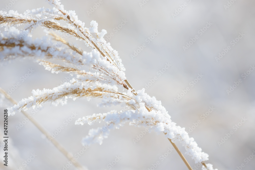 Grass branches frozen in the ice. Frozen grass branch in winter. Branch covered with snow. Grass branches frozen in the ice. Frozen grass branch in winter. Branch covered with snow.