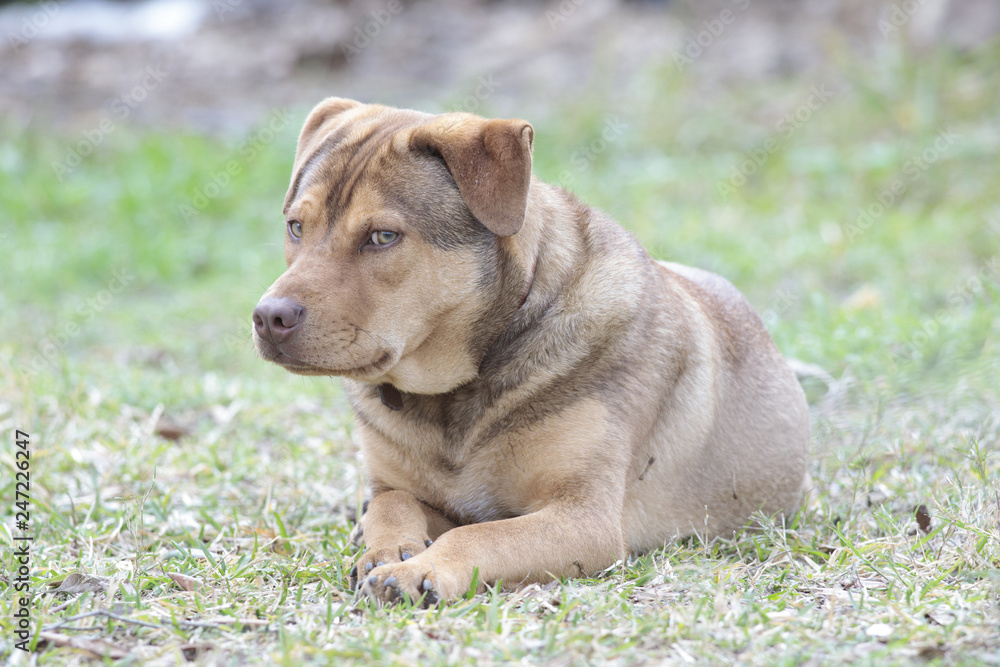 Puppy dog rest in a backyard home Puppy dog rest in a backyard home