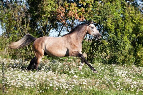 Fototapeta Naklejka Na Ścianę i Meble -  Nice white horse running on meadow