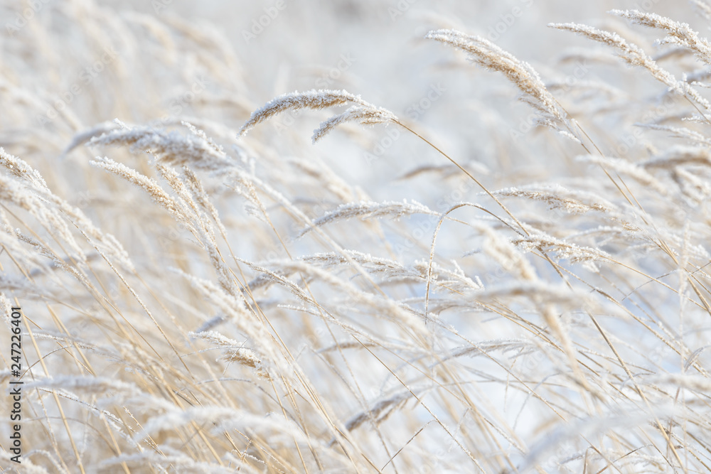 Fototapeta premium Grass branches frozen in the ice. Frozen grass branch in winter. Branch covered with snow.