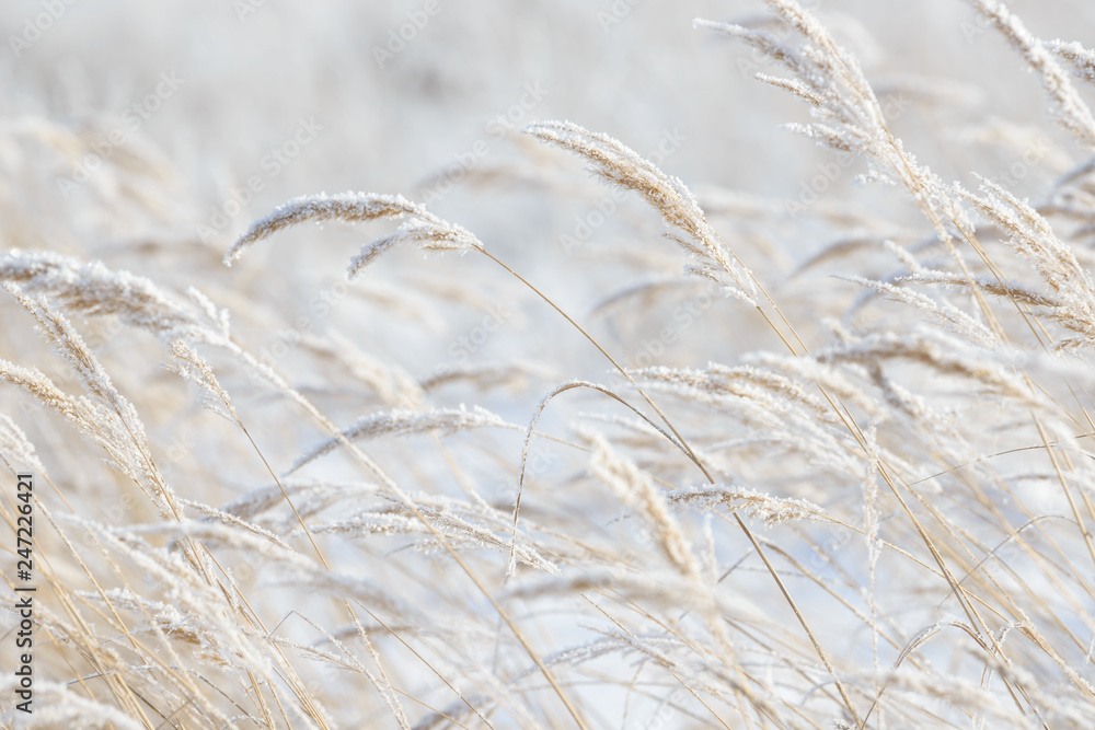 Fototapeta premium Grass branches frozen in the ice. Frozen grass branch in winter. Branch covered with snow.
