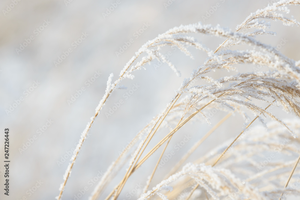 Grass branches frozen in the ice. Frozen grass branch in winter. Branch covered with snow. Grass branches frozen in the ice. Frozen grass branch in winter. Branch covered with snow.