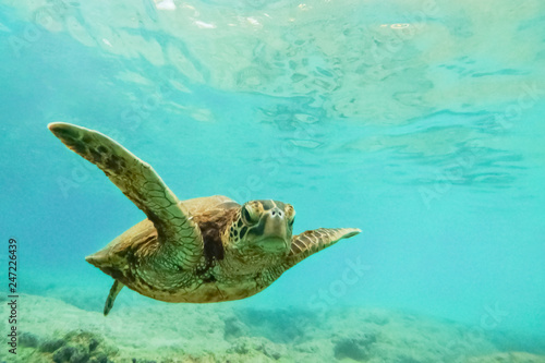 Obraz na płótnie Green sea turtle above coral reef underwater photograph in Hawaii