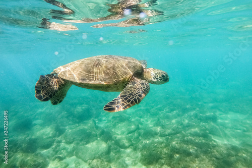 Green sea turtle above coral reef underwater photograph in Hawaii