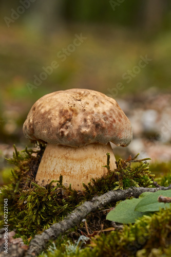 Close up of edible porcini mushroom on the forest