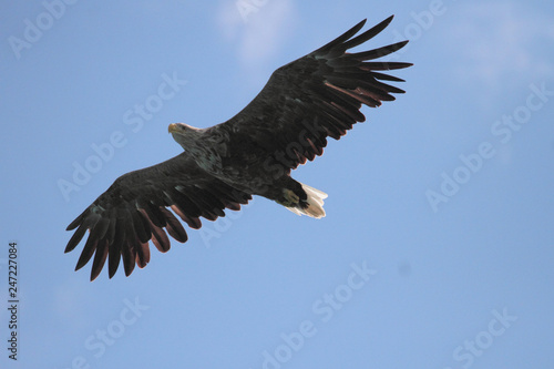 bald eagle in flight photo