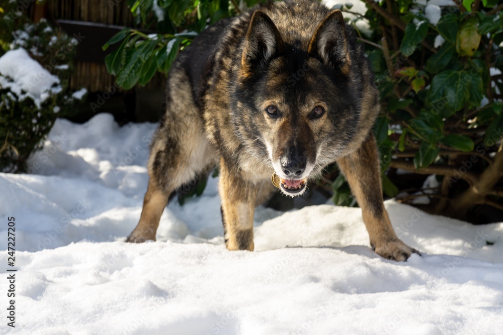 German Shepherd Dog enjoying the snow during winter. Slovakia