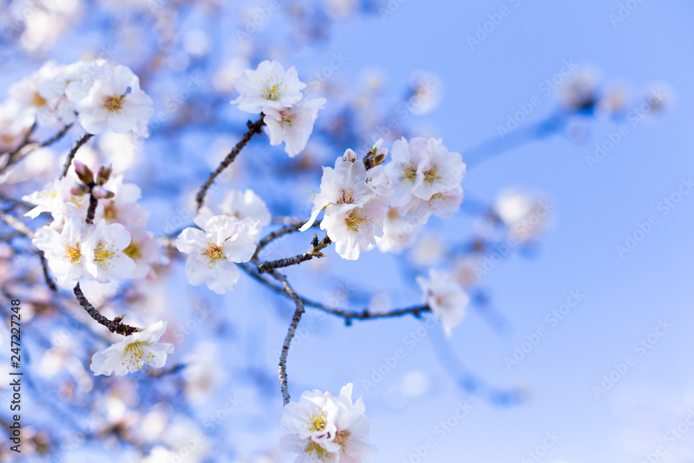 Spring border or background art with pink almond blossoms, beautiful nature scene with blooming tree, sky on an Easter sunny day. Spring flowers in Spain, Europe. Spring border or background art with pink almond blossoms, beautiful nature scene with blooming tree, sky on an Easter sunny day. Spring flowers in Spain, Europe.