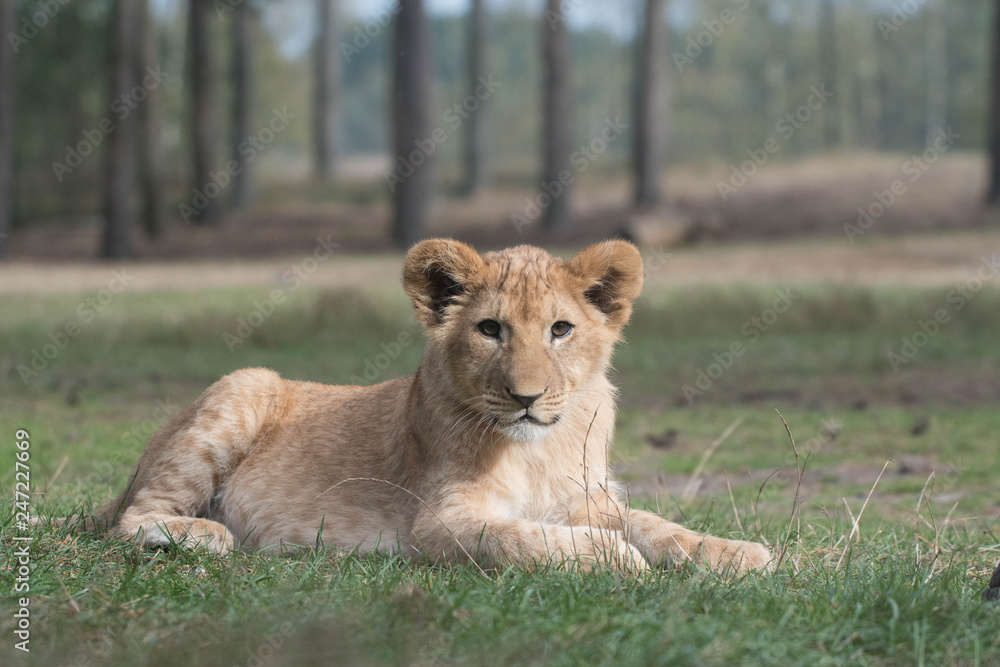 Obraz premium Lion cub on the grass