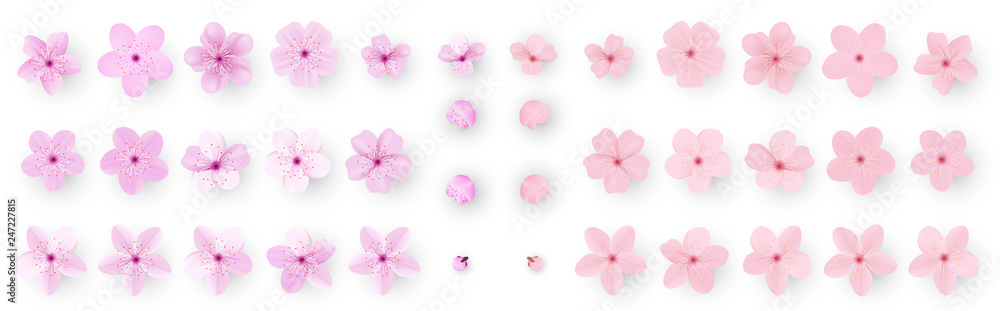 Realistic sakura or cherry blossom; Japanese Spring Flower Sakura; Pink Cherry Flower. Realistic sakura or cherry blossom; Japanese Spring Flower Sakura; Pink Cherry Flower.