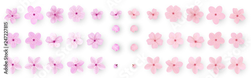 Realistic sakura or cherry blossom; Japanese Spring Flower Sakura; Pink Cherry Flower.