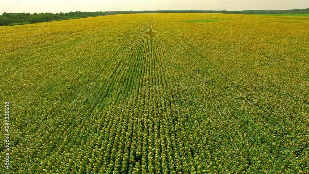 Aerial view of Sunflowers field, Aerial view flowering sunflowers on a sky background, flight over sunflowers, flight over a field of sunflowers Aerial view of Sunflowers field, Aerial view flowering sunflowers on a sky background, flight over sunflowers, flight over a field of sunflowers