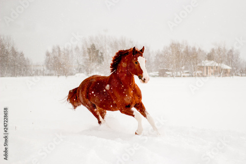 Beautiful chestnut horse running free in the snow