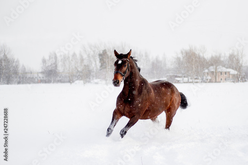 Beautiful brown horse running in the snow © virgonira
