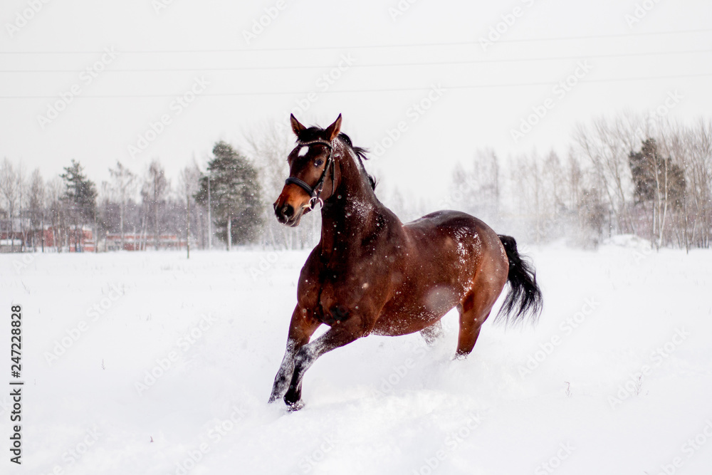 Beautiful brown horse running in the snow Beautiful brown horse running in the snow