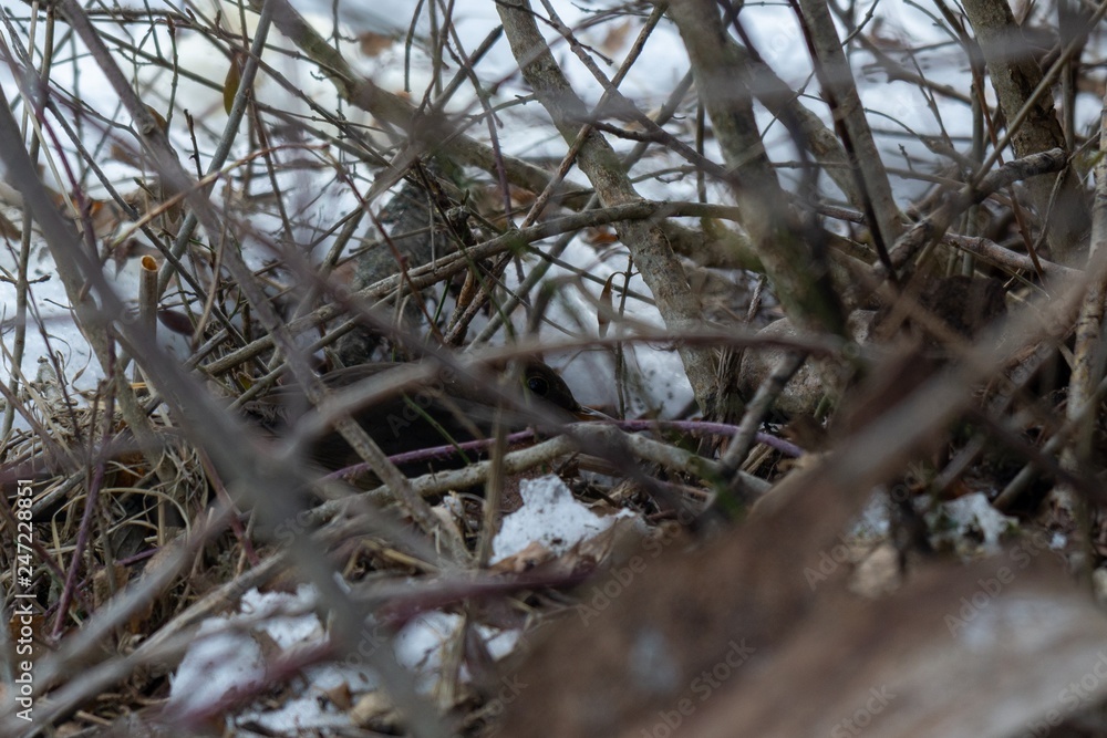 Birds in the tree during winter. Slovakia Birds in the tree during winter. Slovakia