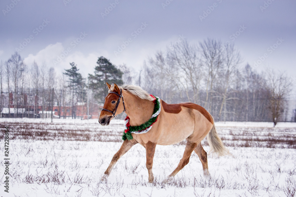 Cute palomino pony trotting in the snow Cute palomino pony trotting in the snow