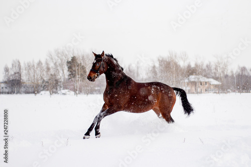 Beautiful brown horse running in the snow