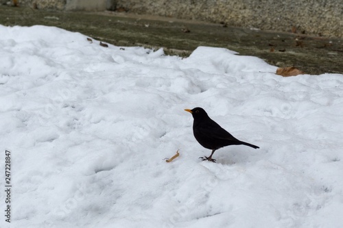 Blackbird in the snow during winter. Slovakia