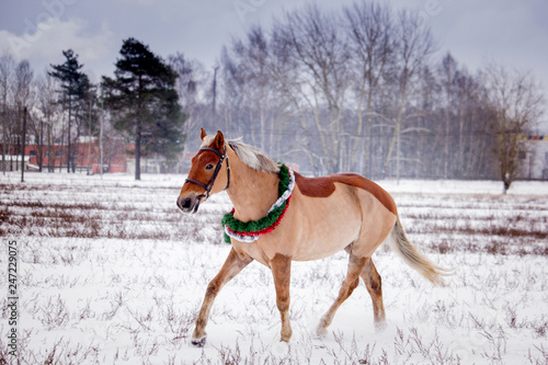 Cute palomino pony trotting in the snow