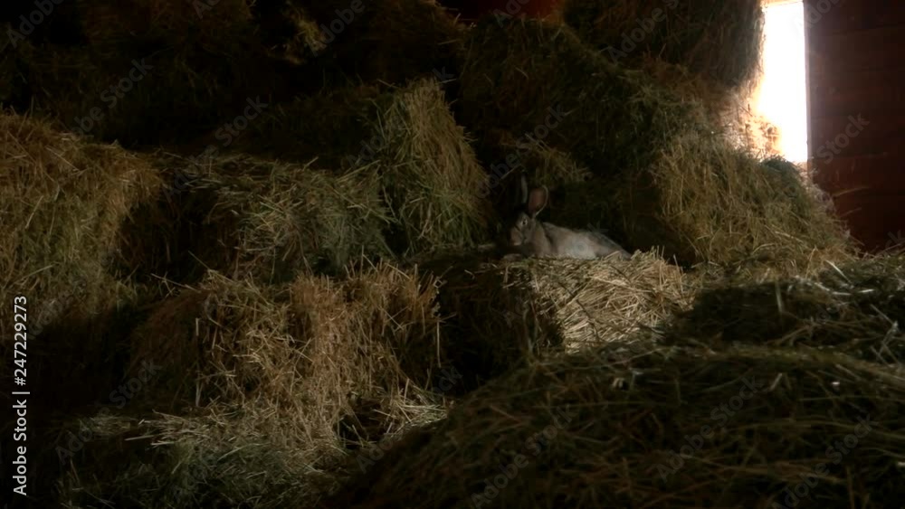 Cute rabbit resting on hay at breeding farm. Rabbit on a straw stacks on farm. Raising rabbits for meat. Cute rabbit resting on hay at breeding farm. Rabbit on a straw stacks on farm. Raising rabbits for meat.