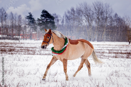Cute palomino pony trotting in the snow © virgonira
