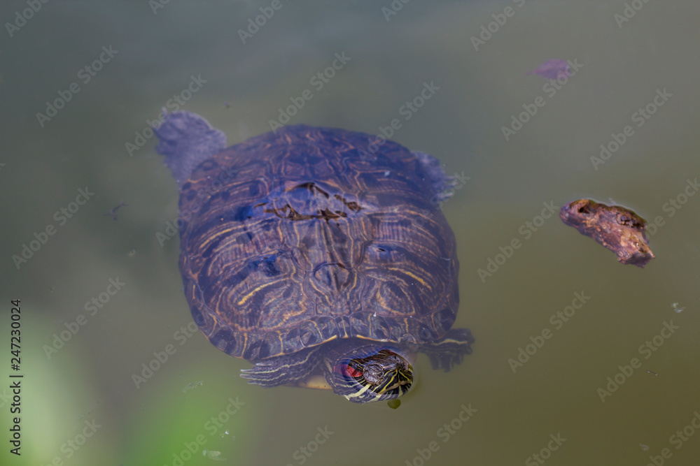 Obraz premium A red eared terrapin at San Anton Gardens Malta