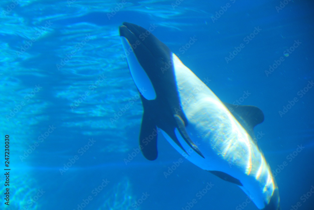 Obraz premium Irowa Kaleuka