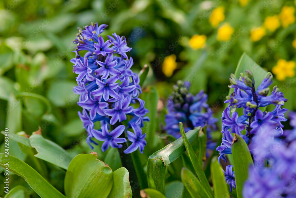blue flowers in the garden blue flowers in the garden