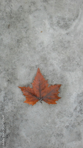 Yellow leaf in the snow. Frozen in the ice leaf from the tree. Concept with yellow maple leaf