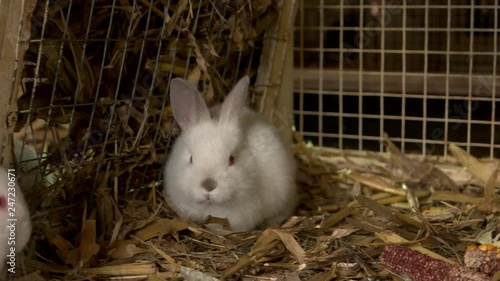 Cute little rabbits in cage at farm. Close up cage with small white rabbits. Rabbit farming concept.