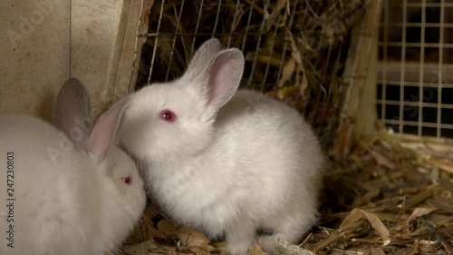 Close up two white little rabbits in cage. Rabbit breeding at farm. Bunny care guide.