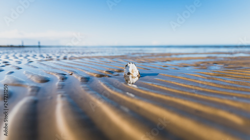 фотографія selective focus on a shell at the beach